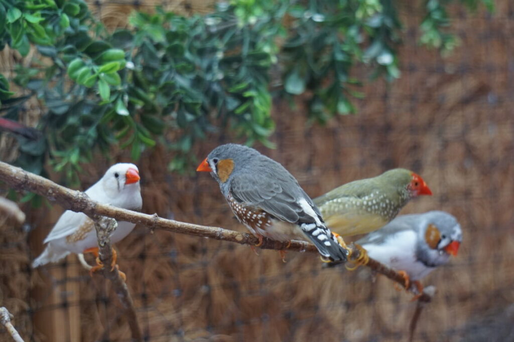 Bird watching in Ithaca, NY
